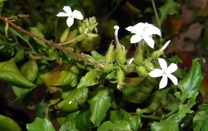 research papers on plumbago zeylanica